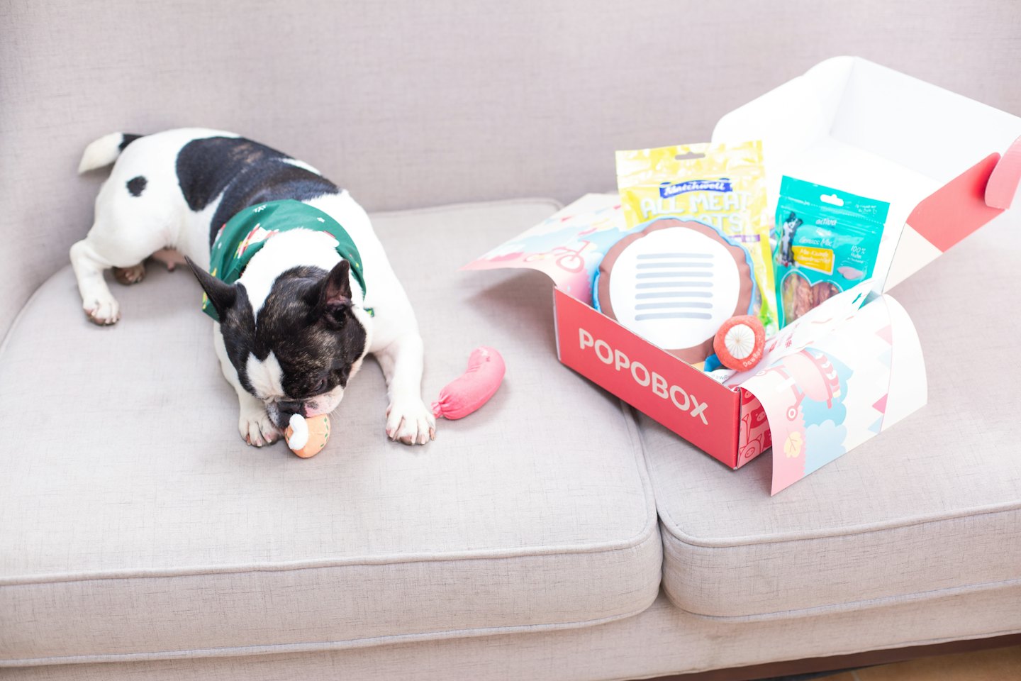 French Bulldog with a green bandana chewing a toy on a sofa.