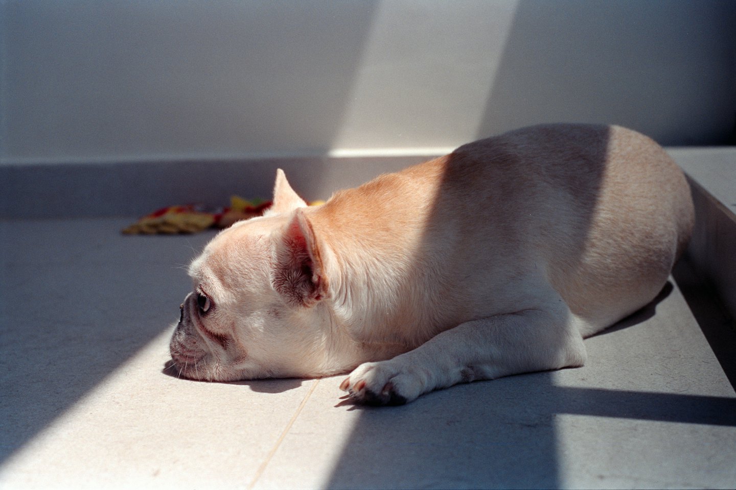 A fawn French Bulldog resting on a tiled floor.