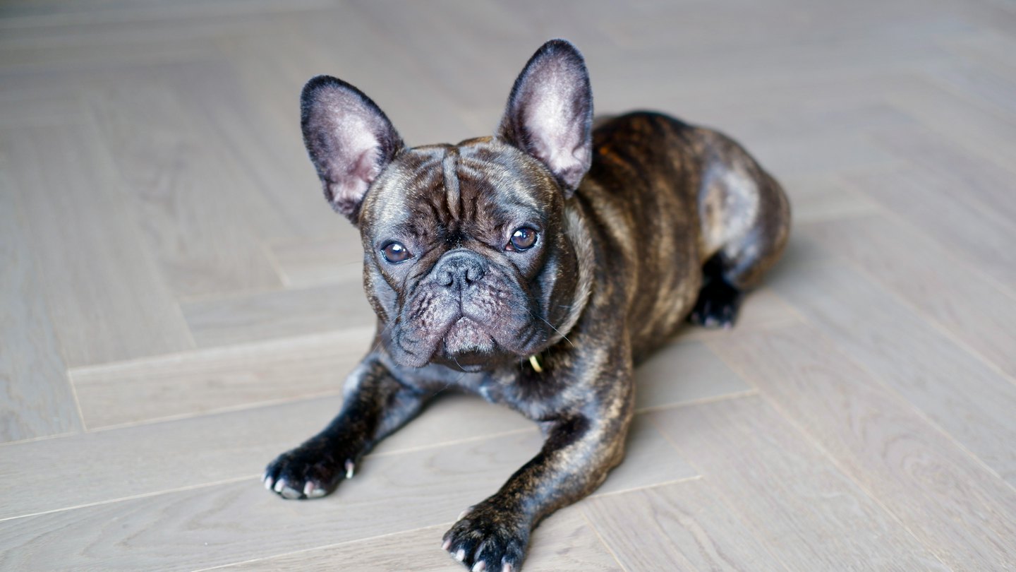 A brindle French Bulldog lies on a wooden floor.