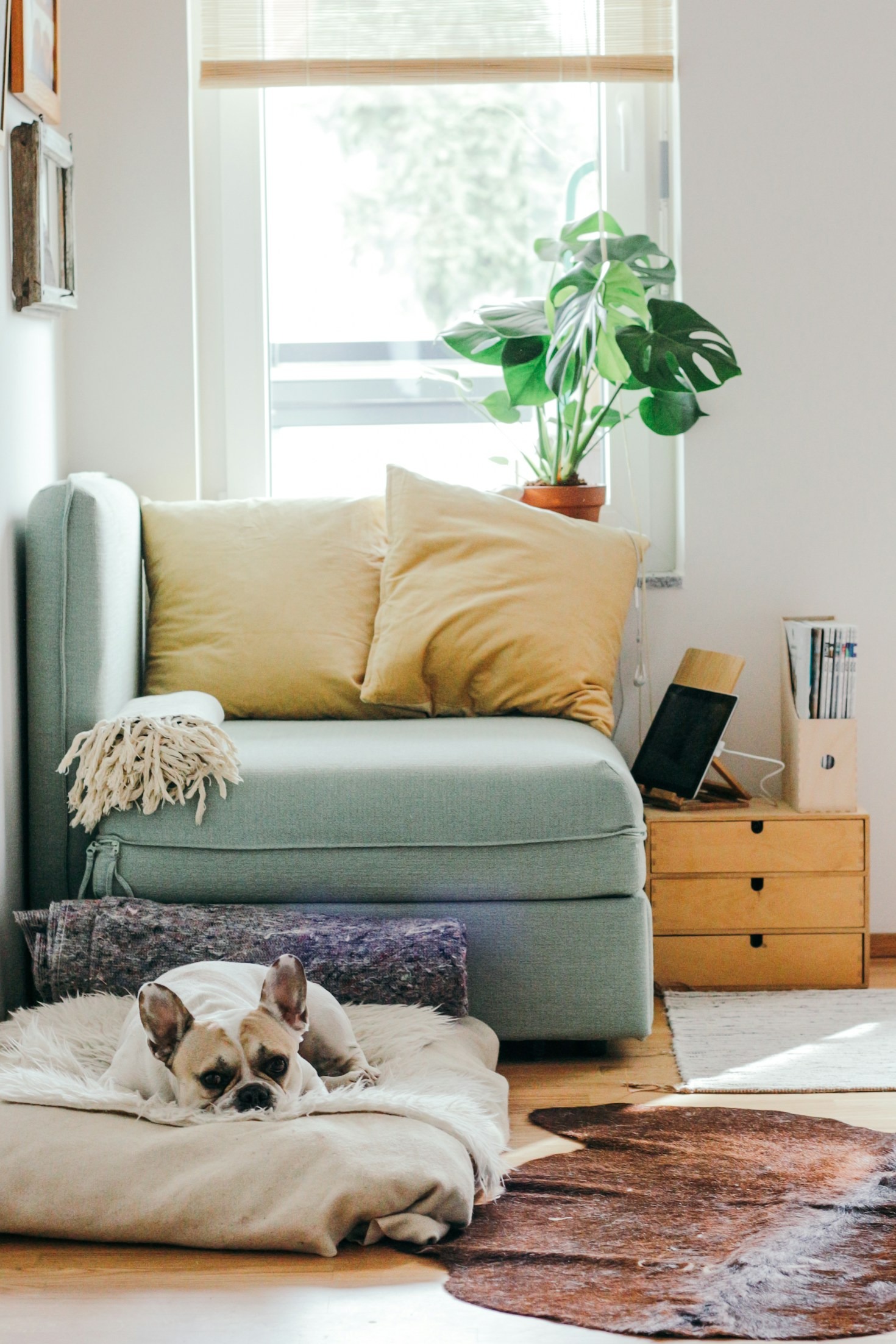 How to Properly Clean and Protect Frenchie Facial Wrinkles