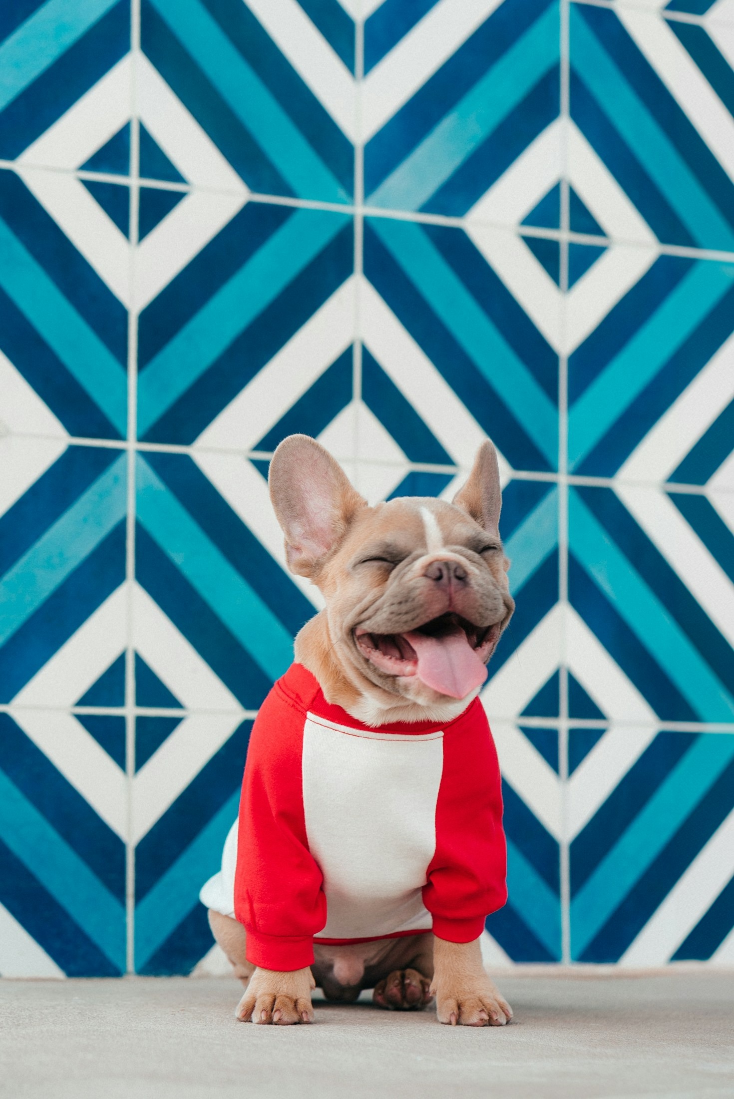 Decoding the Playful and Stubborn French Bulldog Temperament