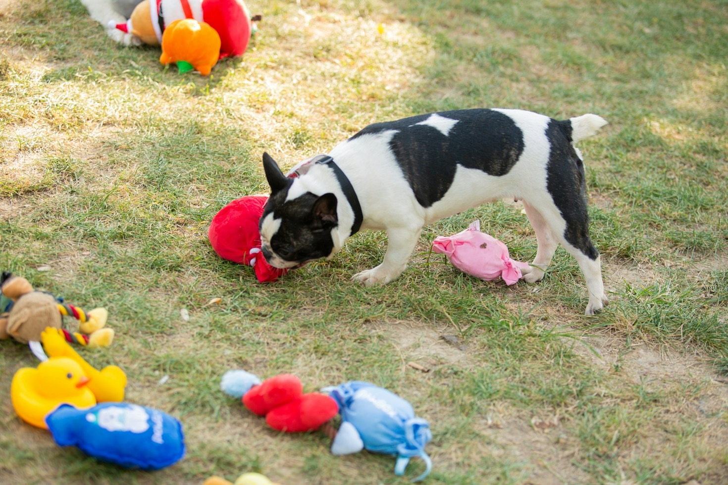 Preventing Common Health Issues in French Bulldogs
