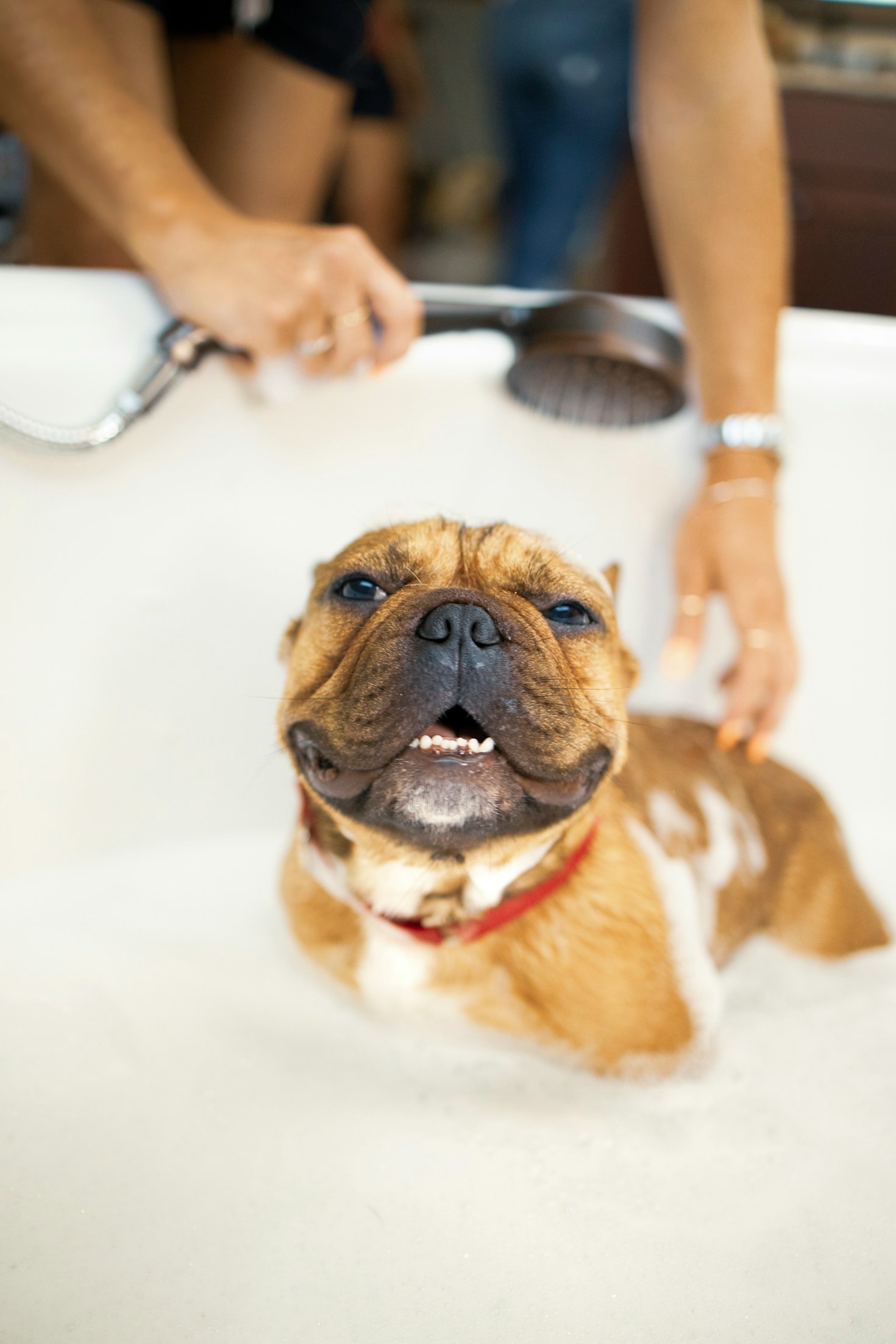 Heartwarming Stories From Real French Bulldog Parents